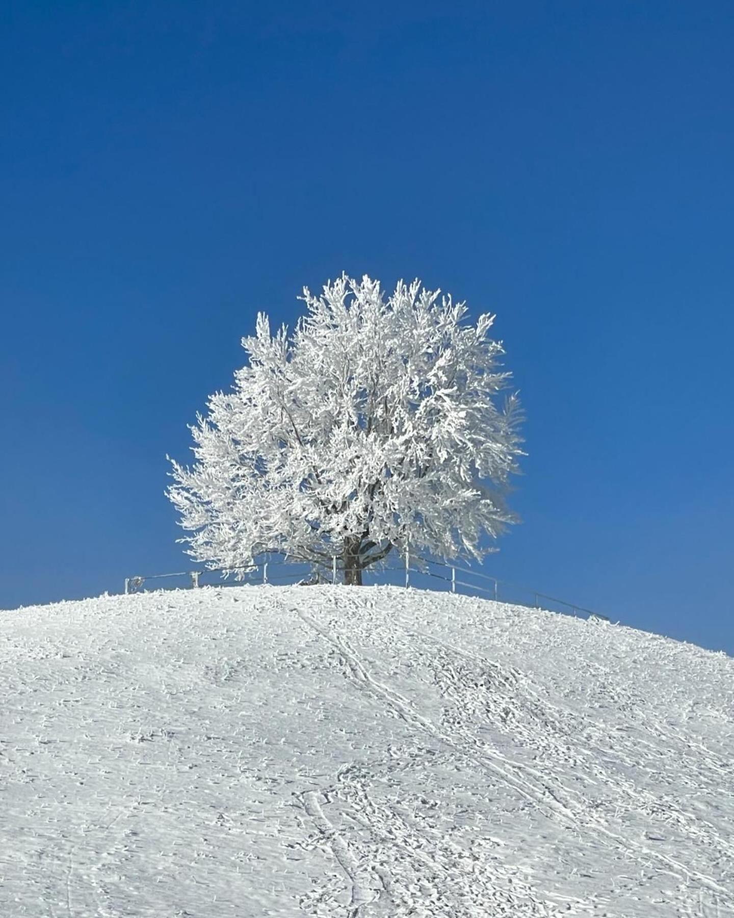 Am Kohlenberg Lägenhet Waldburg Exteriör bild